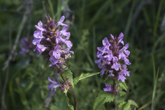 Betonica betoniciflora