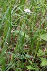 Valeriana uliginosa