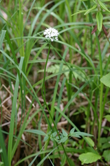 Valeriana uliginosa