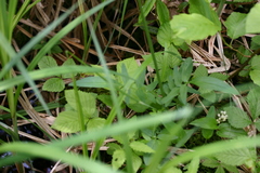 Valeriana uliginosa