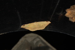 Luxiaria phyllosaria