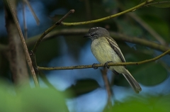 Myiopagis gaimardii