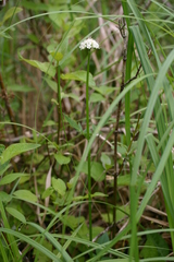 Valeriana uliginosa