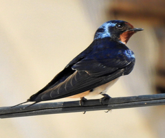 Hirundo rustica