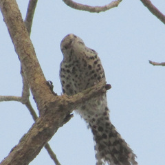 Campylorhynchus nuchalis