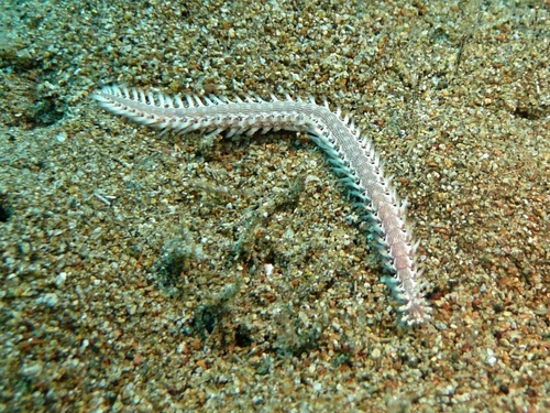Photo of Striped fireworm (Pherecardia striata)