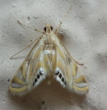Eoophyla sejunctalis