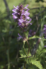 Betonica betoniciflora