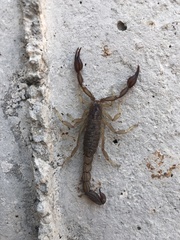 Thorellius cristimanus