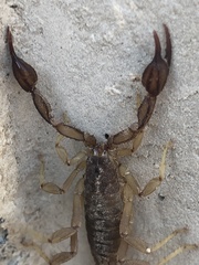 Thorellius cristimanus