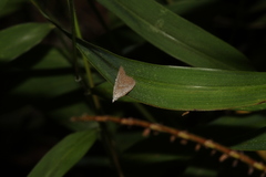 Meganola brunellus