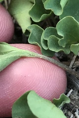 Dichondra occidentalis