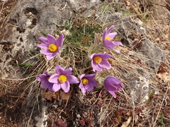 Pulsatilla halleri styriaca