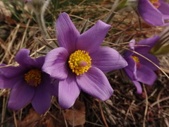 Pulsatilla halleri styriaca