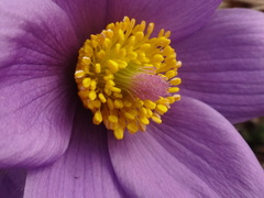 Pulsatilla halleri styriaca