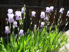 Iris