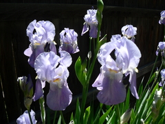 Iris
