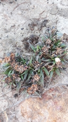 Bergeranthus vespertinus