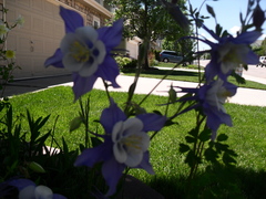 Aquilegia coerulea
