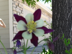 Aquilegia atrata