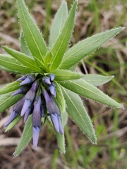 Amsonia ciliata