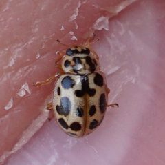 Anisosticta bitriangularis