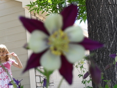 Aquilegia atrata