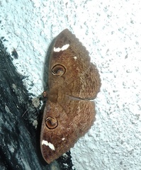 Erebus hieroglyphica