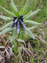 Amsonia ciliata