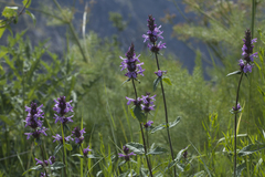 Betonica betoniciflora