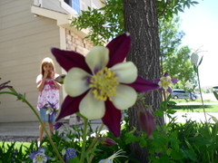Aquilegia atrata