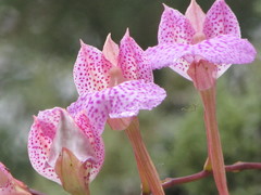 Comparettia macroplectron