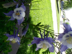 Aquilegia coerulea