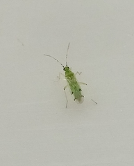 Nesidiocoris tenuis