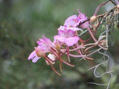 Comparettia macroplectron