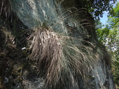 Festuca pallens