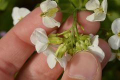 Arabis caucasica