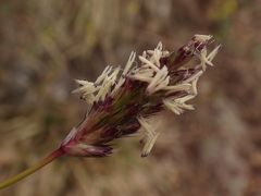 Sesleria albicans