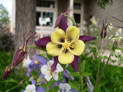 Aquilegia atrata