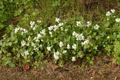Arabis caucasica