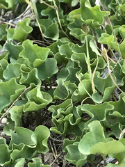 Dichondra occidentalis