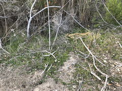 Dichondra occidentalis