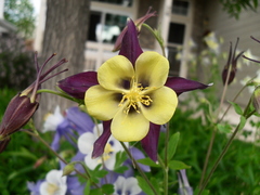 Aquilegia atrata