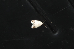 Neoduma kuangtungensis