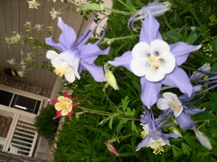 Aquilegia coerulea