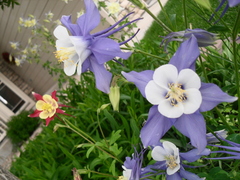 Aquilegia coerulea