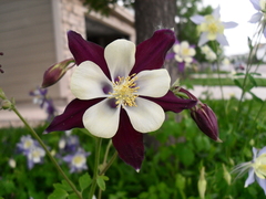 Aquilegia atrata