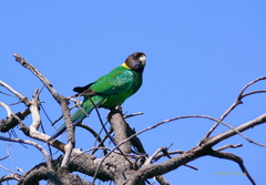 Barnardius zonarius semitorquatus