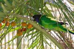 Barnardius zonarius semitorquatus