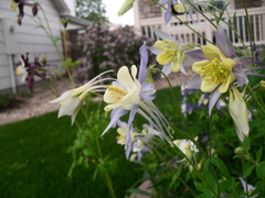 Aquilegia coerulea